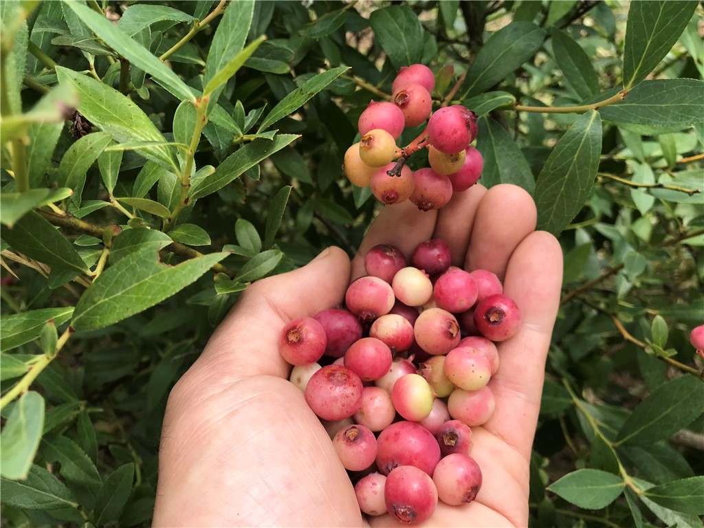 152 Troy Road Abbeville, SC 29620 - Photo 13 of 22