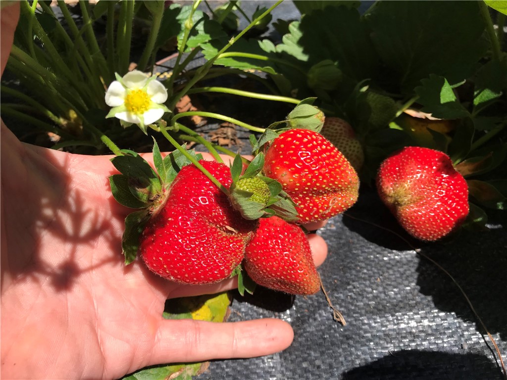 152 Troy Road Abbeville, SC 29620 - Photo 14 of 22