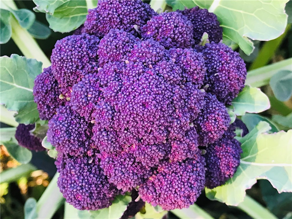 152 Troy Road Abbeville, SC 29620 - Photo 17 of 22