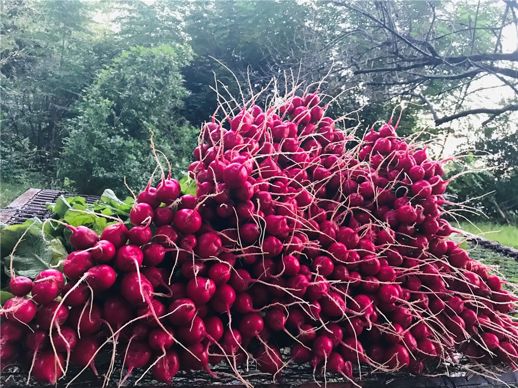 152 Troy Road Abbeville, SC 29620 - Photo 18 of 22