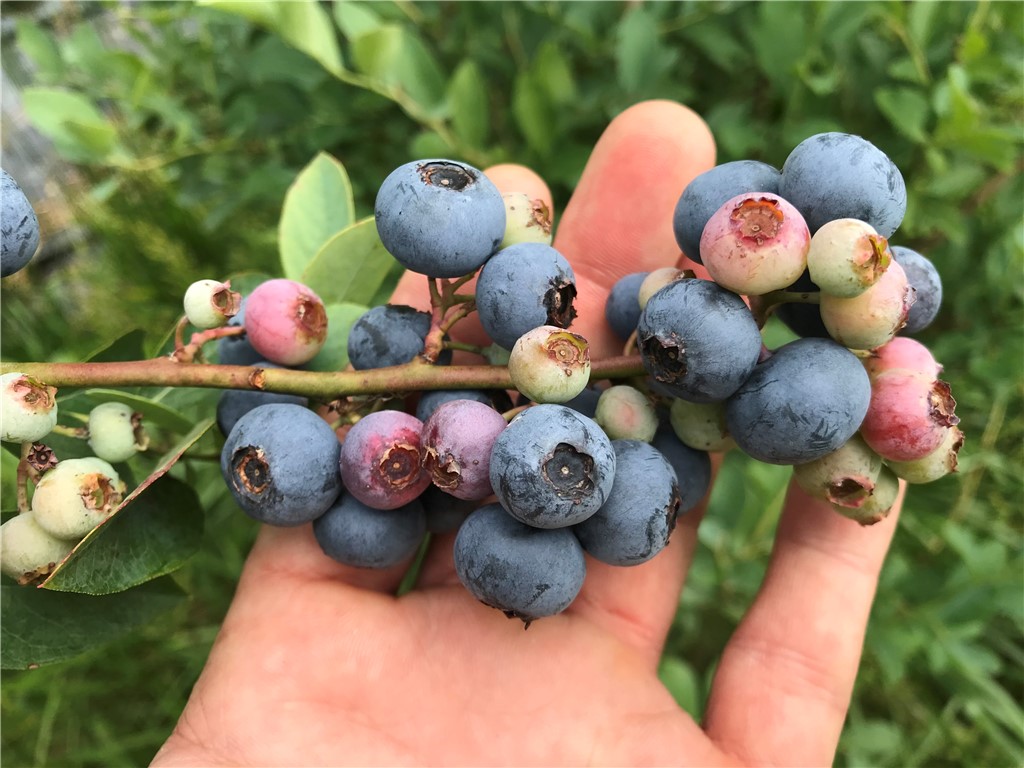 152 Troy Road Abbeville, SC 29620 - Photo 19 of 22