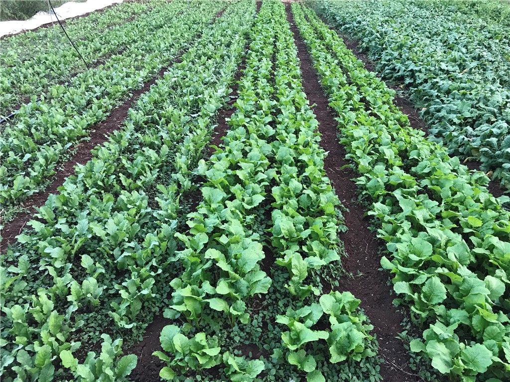 152 Troy Road Abbeville, SC 29620 - Photo 20 of 22