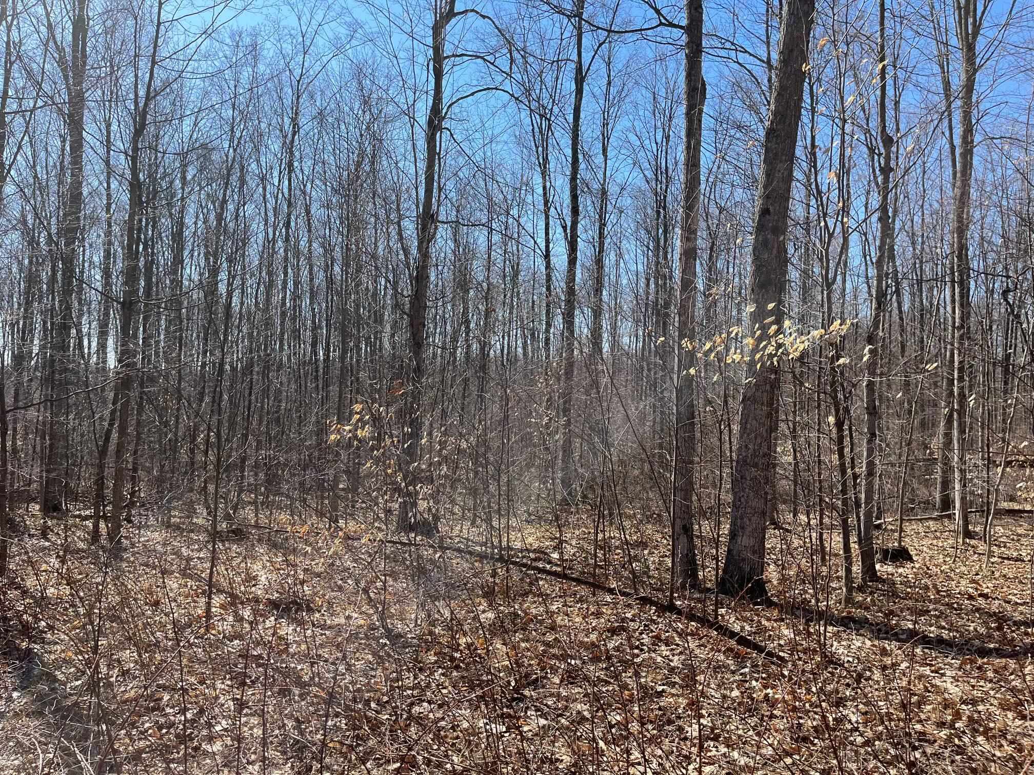 2 King Road, Unit LOT: 2 Benzonia, MI 49616 - Photo 5 of 14