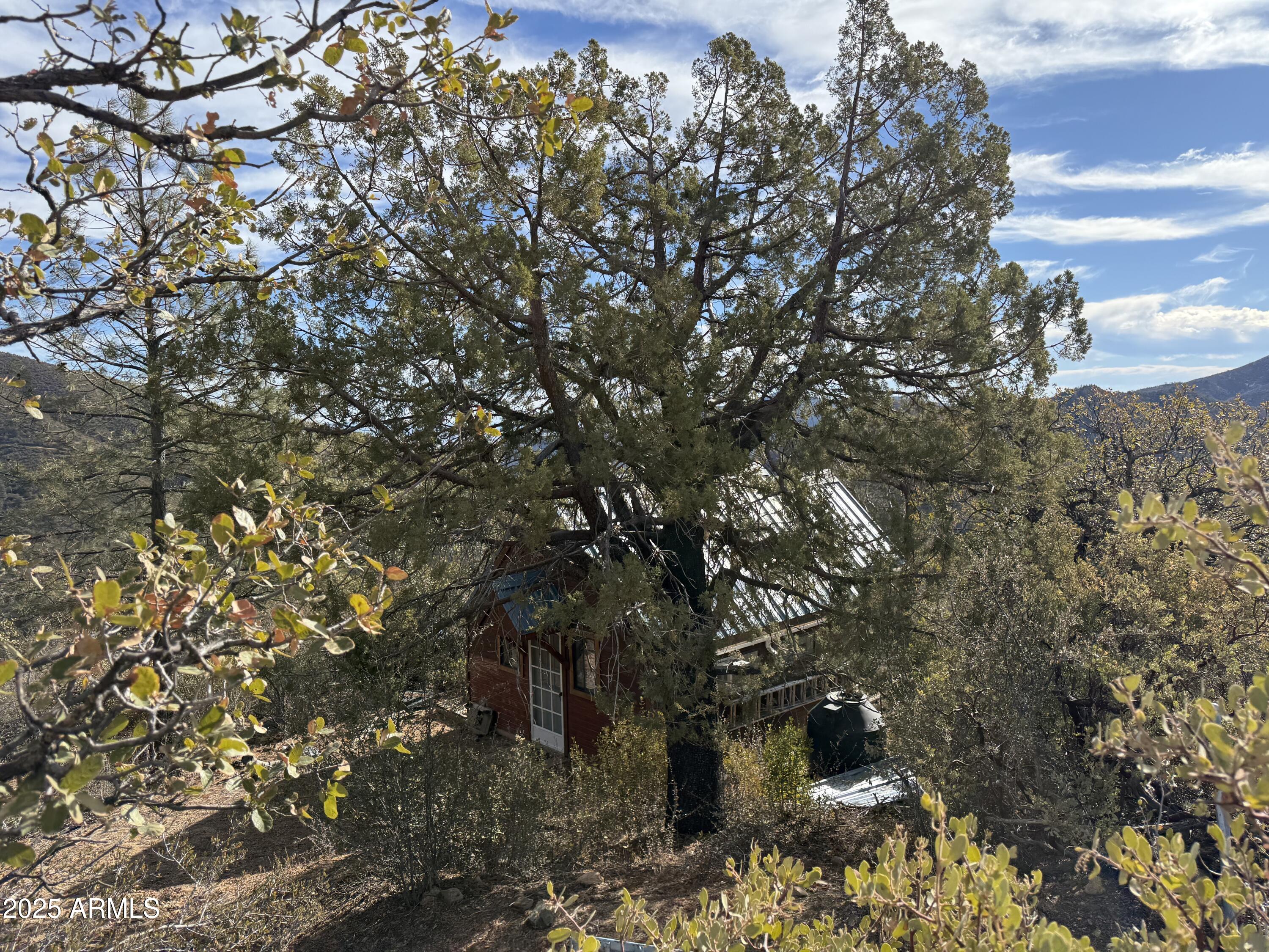 6358 Mountain View Road Crown King, AZ 86343 - Photo 29 of 42 a picture of tree