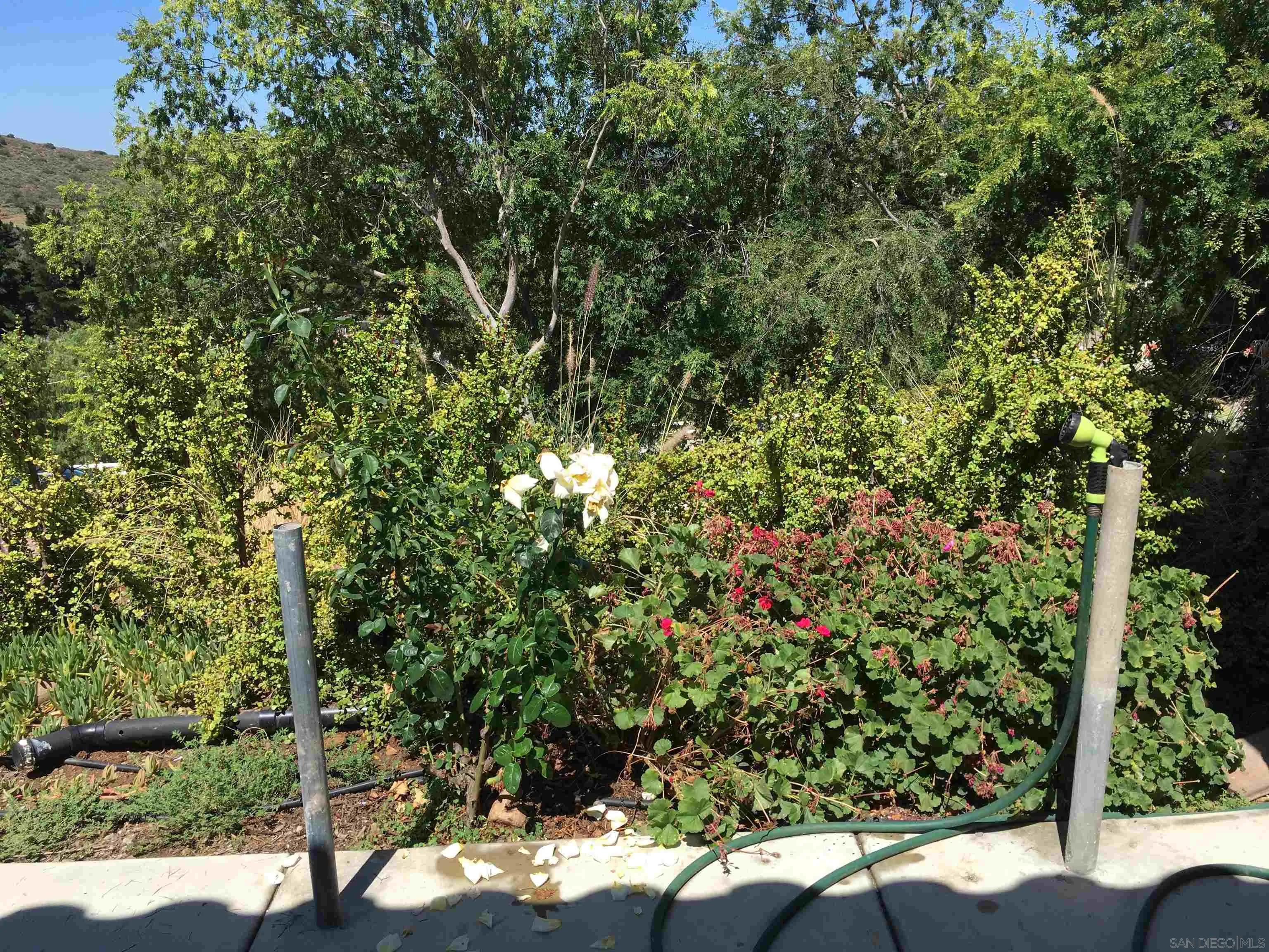 14631 Twin Peaks Road Poway, CA 92064 - Photo 12 of 12 a view of a yard with plants