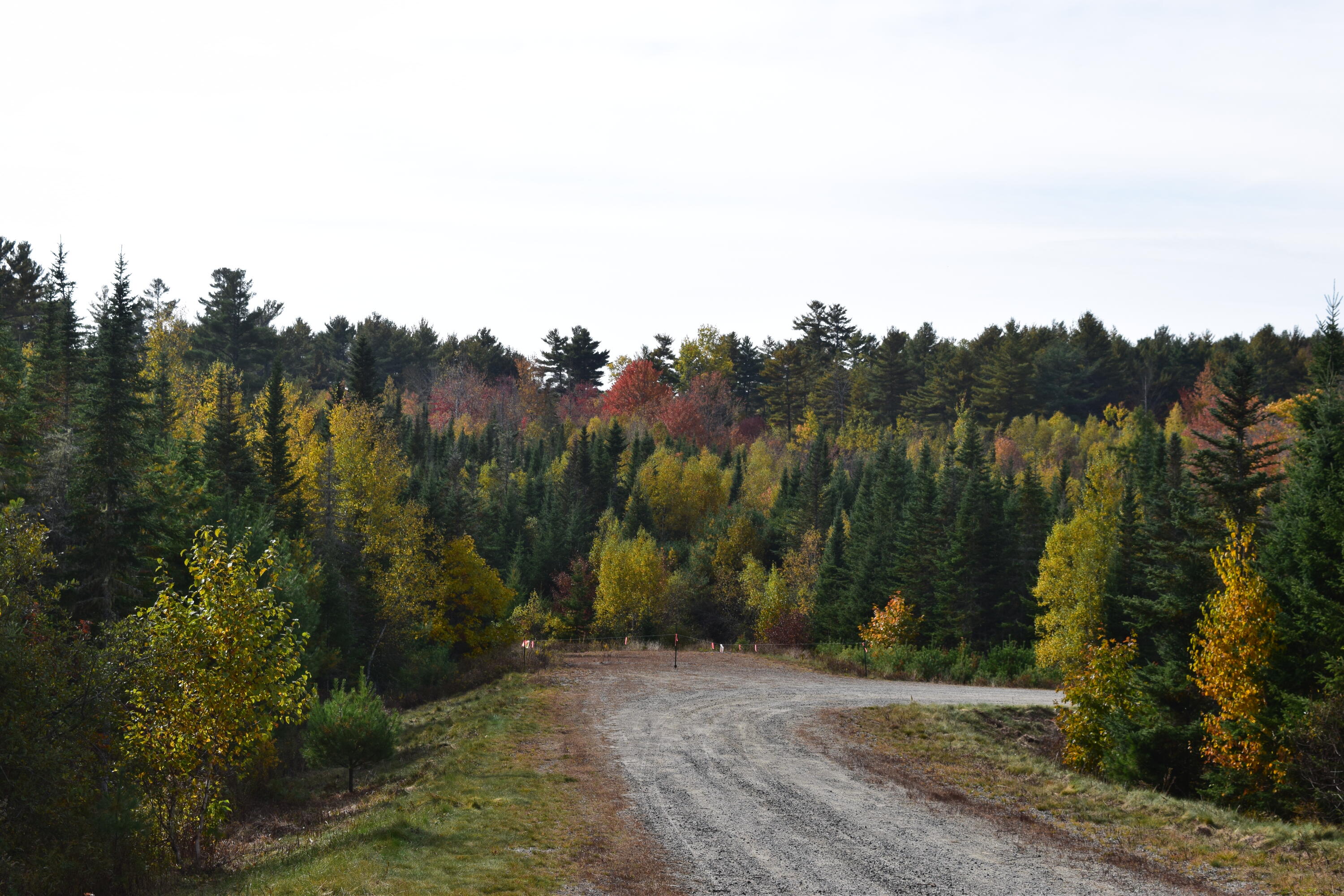 Lot 11 Surry Ridge Surry, ME 04684 - Photo 14 of 14 DSC_0539