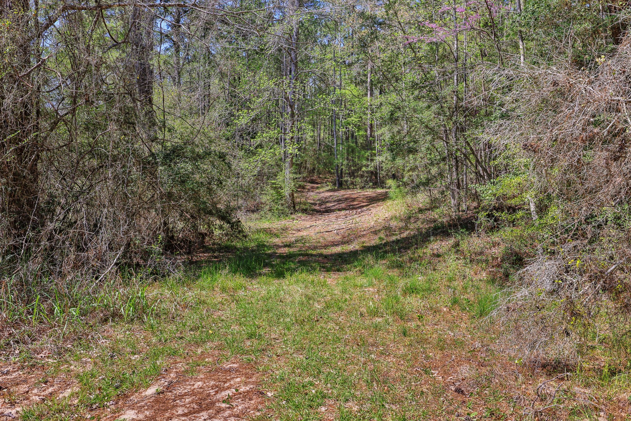 250 Critter Creek Road Coldspring, TX 77331 - Photo 42 of 48 You have 33 acres of property to enjoy! There are trails for walking or riding.