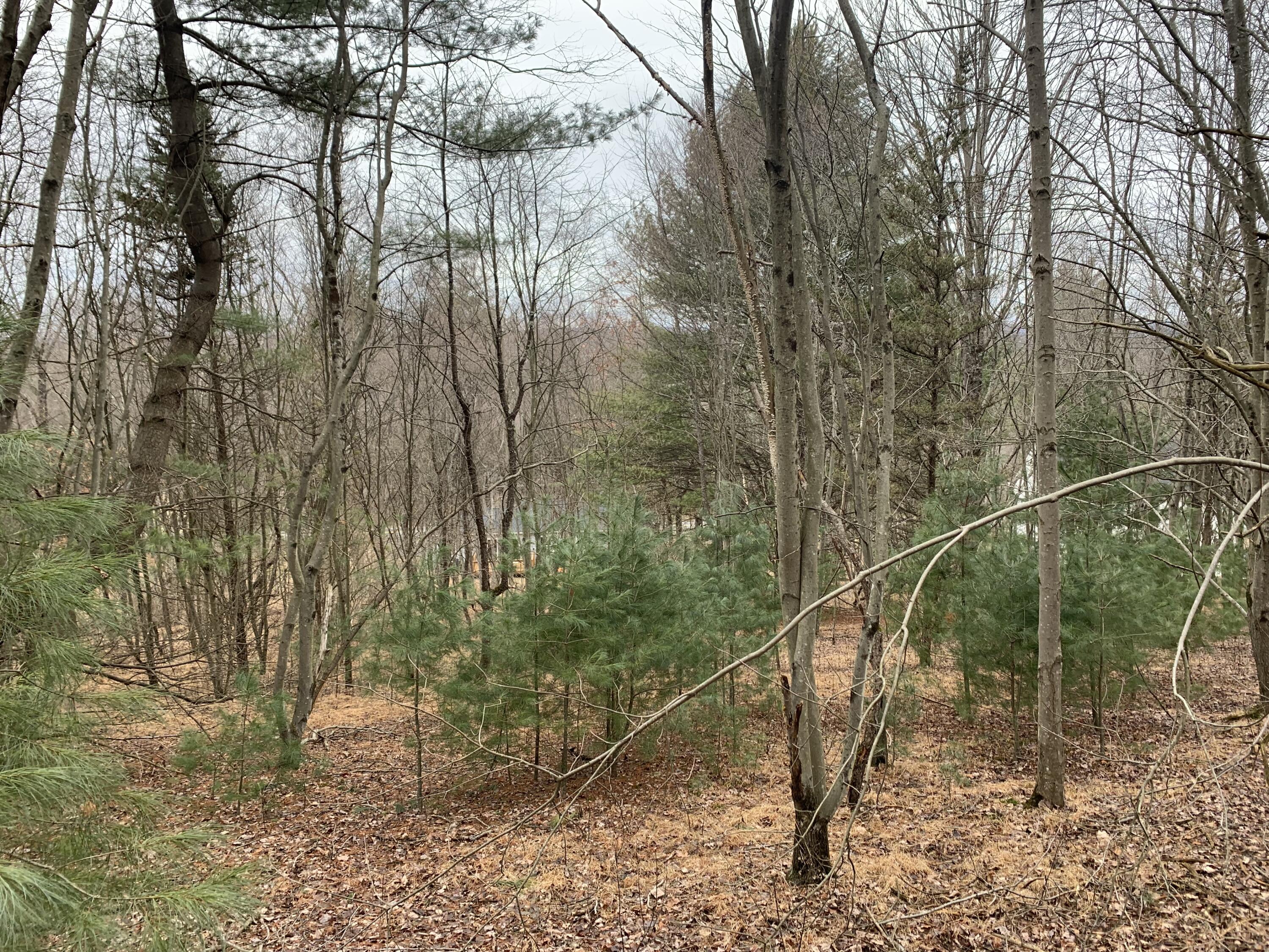 Mountain View Drive Gilbert, PA 18331 - Photo 5 of 8 a backyard of a house with lots of green space