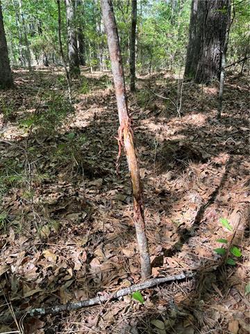 0 Bj Maurer Road Independence, LA 70443 - Photo 11 of 21