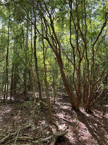 0 Bj Maurer Road Independence, LA 70443 - Photo 15 of 21