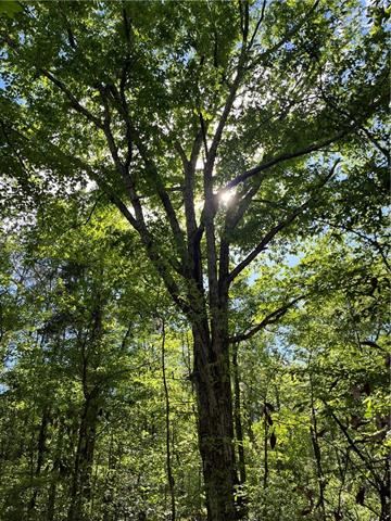 0 Bj Maurer Road Independence, LA 70443 - Photo 16 of 21
