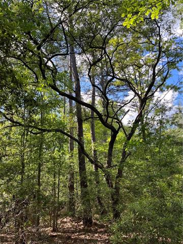 0 Bj Maurer Road Independence, LA 70443 - Photo 20 of 21