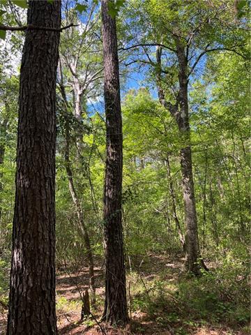 0 Bj Maurer Road Independence, LA 70443 - Photo 2 of 21