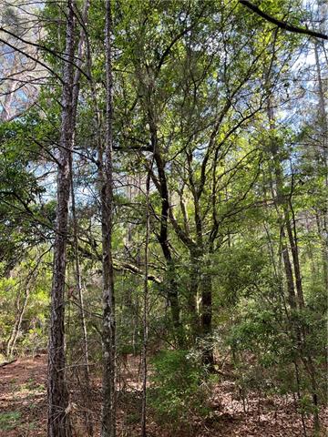 0 Bj Maurer Road Independence, LA 70443 - Photo 3 of 21