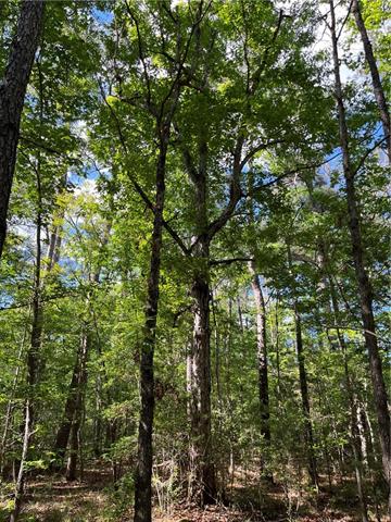 0 Bj Maurer Road Independence, LA 70443 - Photo 8 of 21