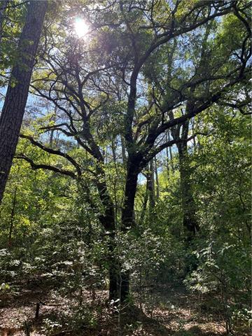 0 Bj Maurer Road Independence, LA 70443 - Photo 9 of 21