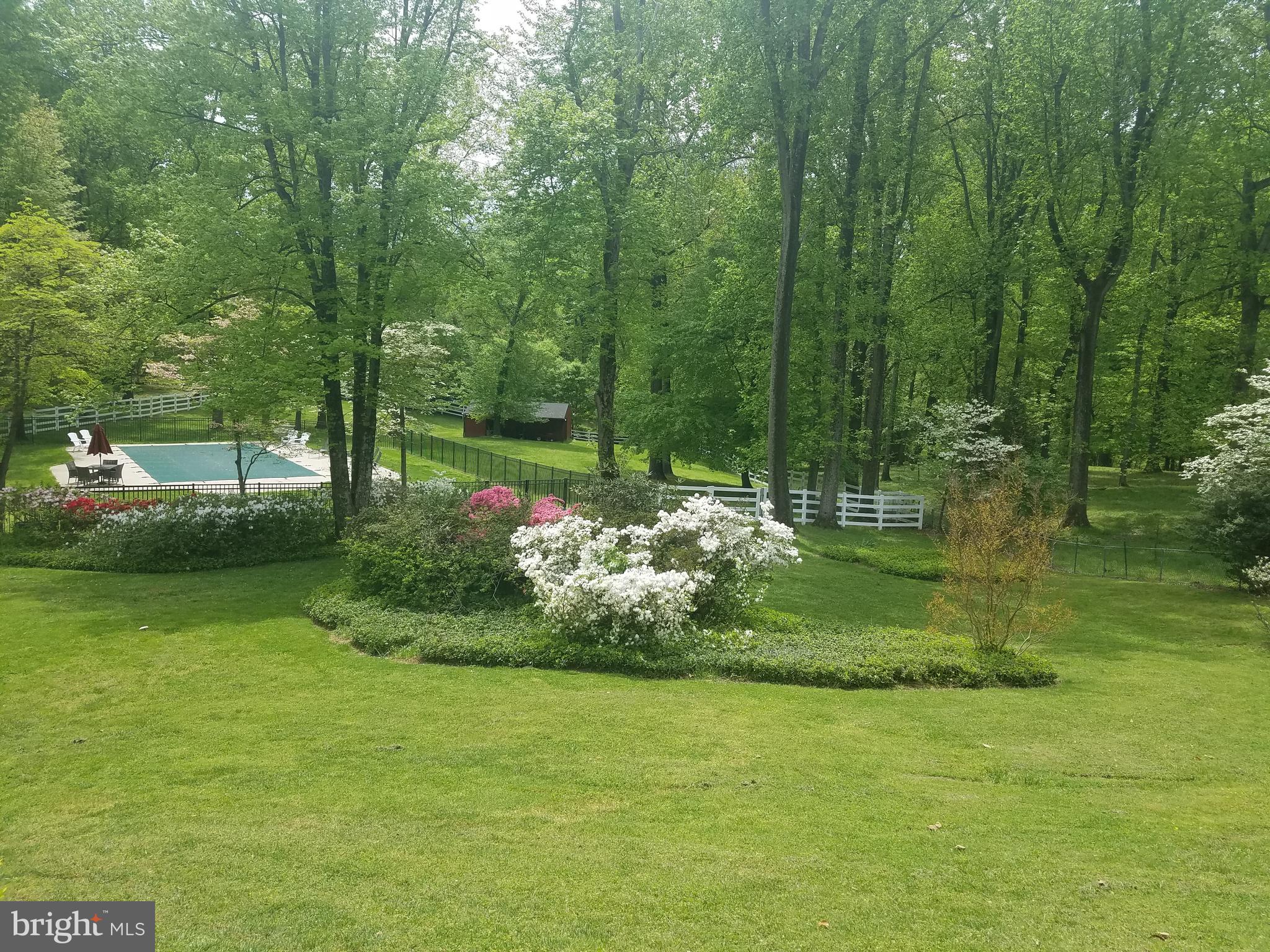 10740 River Road Potomac, MD 20854 - Photo 53 of 64 Mature azaleas in bloom
