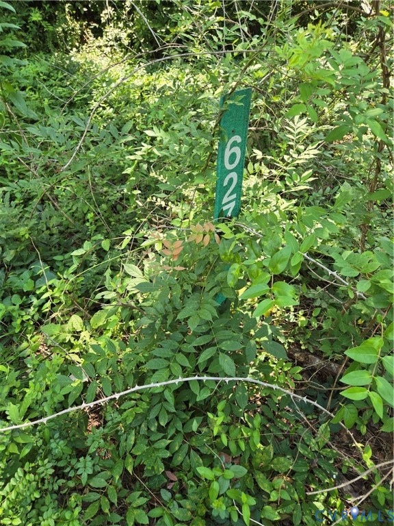 a view of a lush green forest