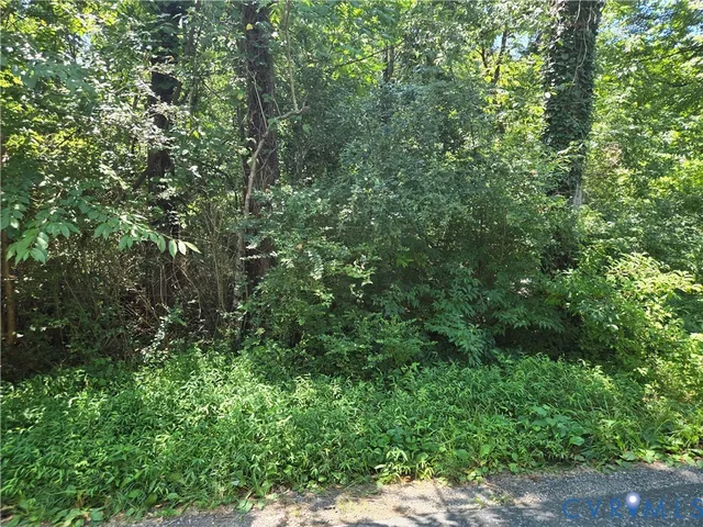 a view of a lush green forest