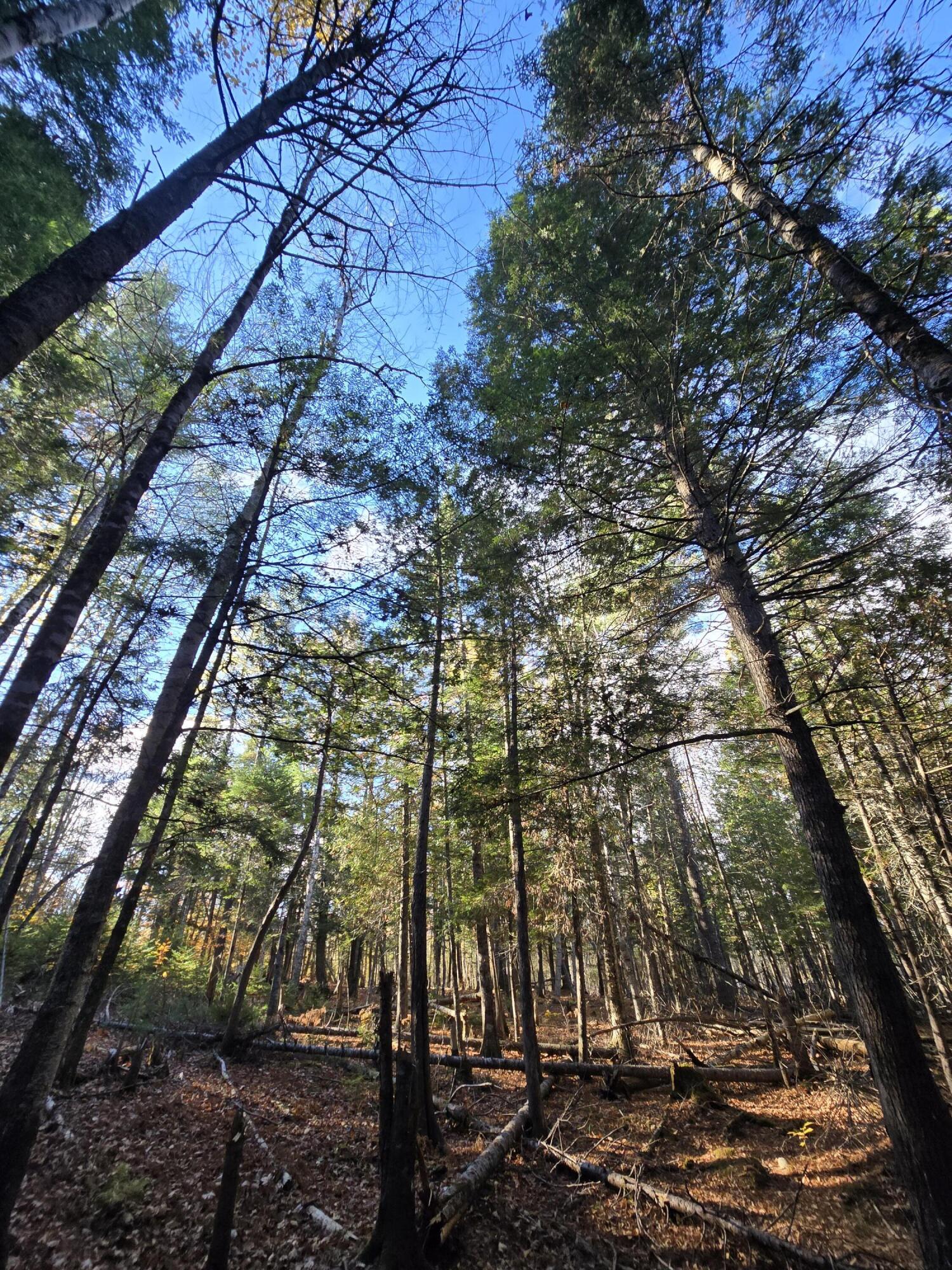 53 Back Road Abbot, ME 04406 - Photo 21 of 73 20251017_092433