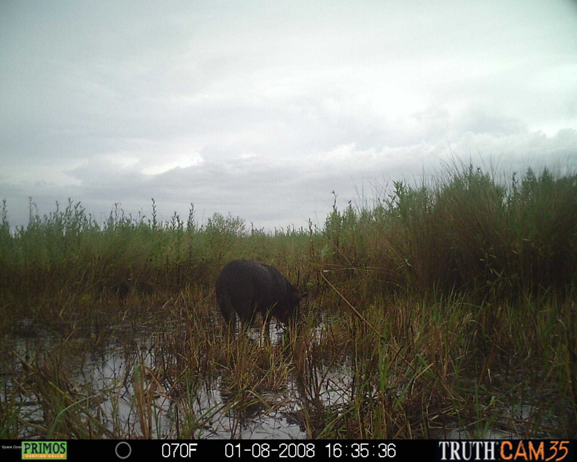 8119 Baxter Point Road Mims, FL 32754 - Photo 8 of 25 pigs