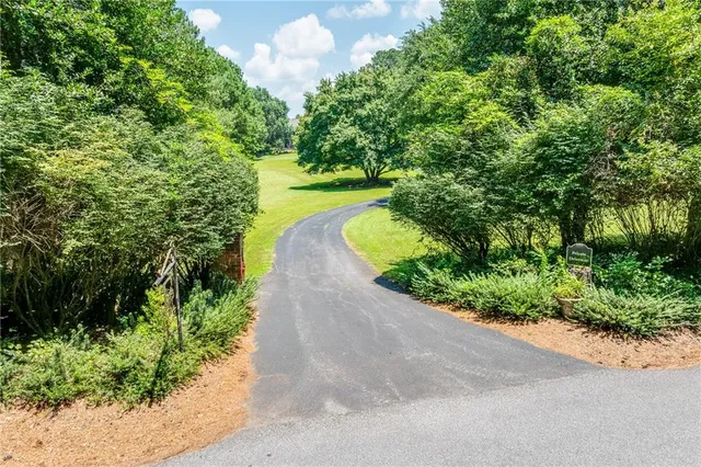 a view of a yard with plants and large trees
