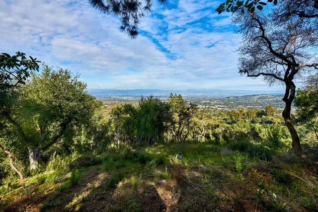 a view of a lush green forest with lots of trees