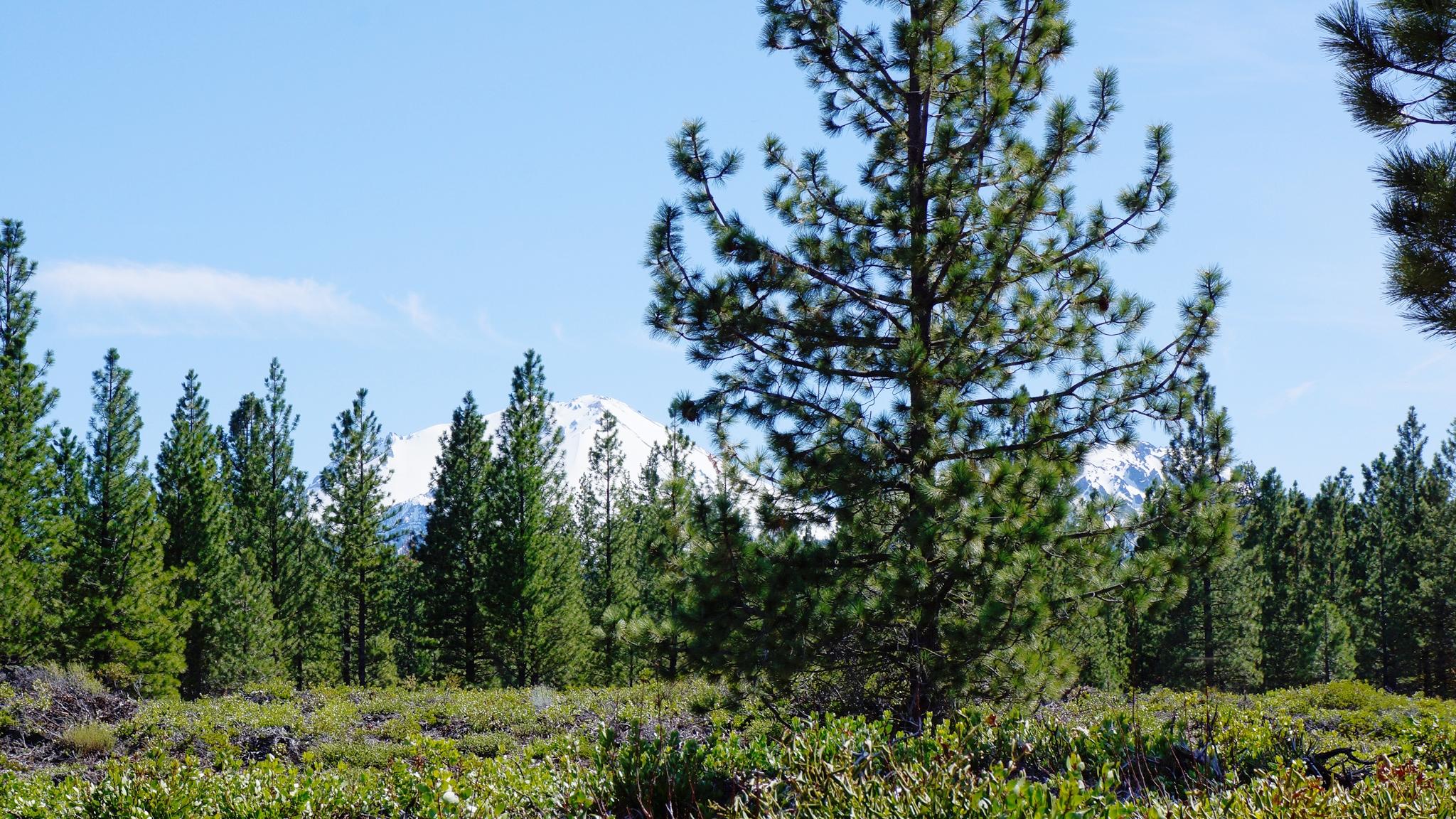 8497 Starlite Pines Road Shingletown, CA 96088 - Photo 2 of 22 Mount Lassen from Lake McCumber