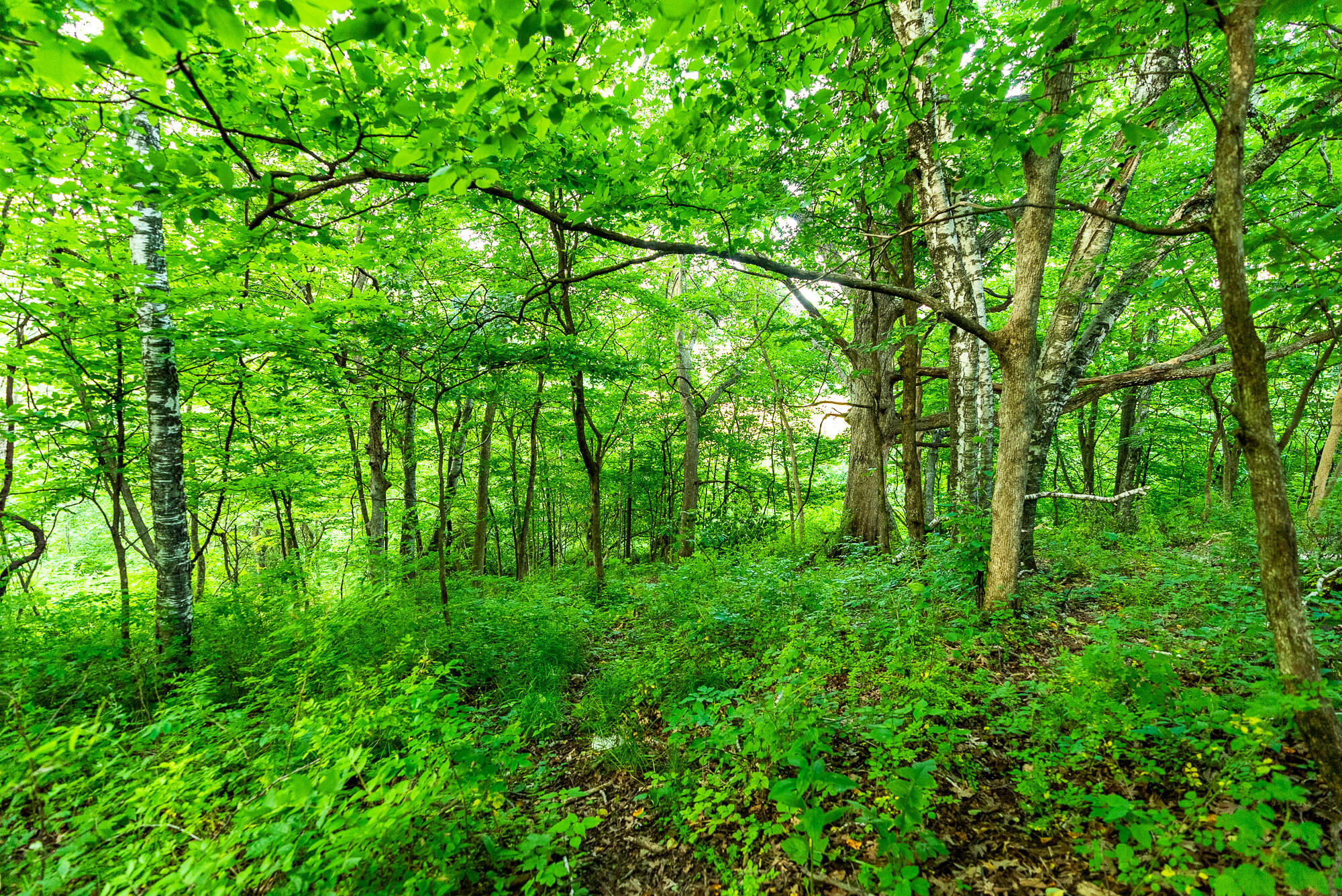 Lt0 Smyth Hollow Road Hillpoint, WI 53937 - Photo 33 of 45 Richland-County-WI-61-Acres-Land-For-Sal