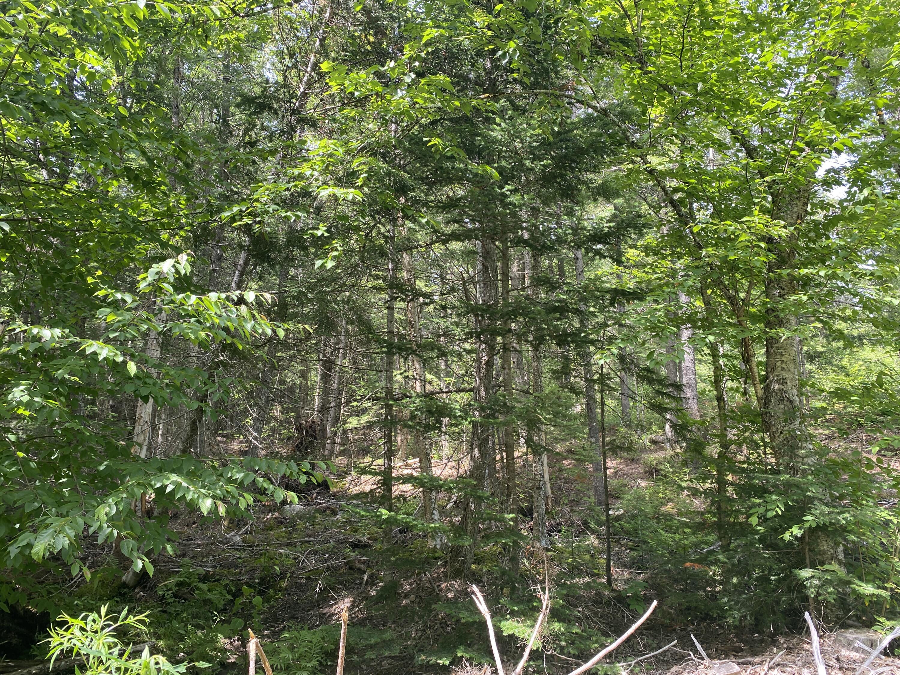 1509 Otis Road Ellsworth, ME 04605 - Photo 24 of 26 IMG_3895