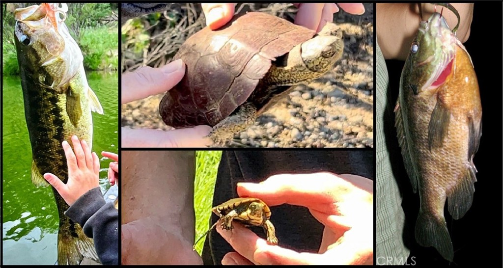 76450 Deer Pass Road Bradley, CA 93426 - Photo 33 of 50