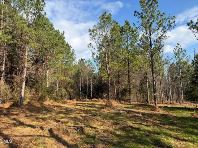 a view of a forest with trees in the background