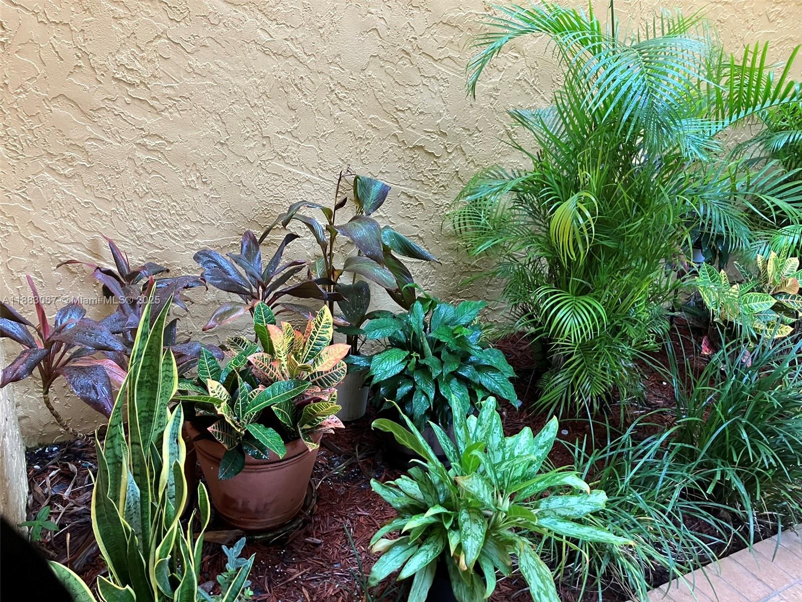 9311 Southwest 4th Street, Unit 104B Miami, FL 33174 - Photo 14 of 21 a plant with a plant in a garden