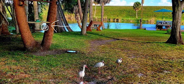 a view of a tree in a yard