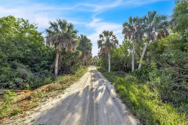 a view of a yard with plants and trees
