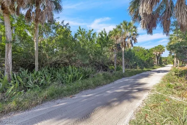a view of a yard with plants and palm trees