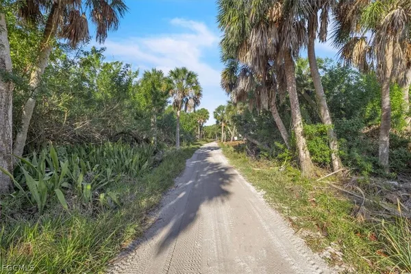 a view of a yard with plants and large trees
