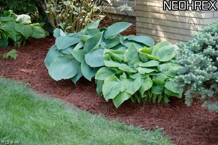 398 Herbert Road Akron, OH 44312 - Photo 4 of 25 Close-Up of beautiful plants