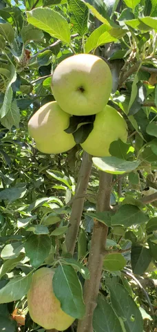 $640,000 | 605 Sandpiper Circle, Lodi, CA 95240