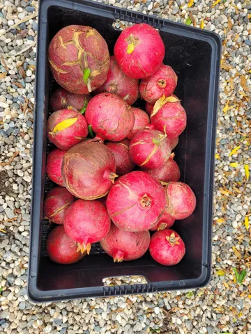 $640,000 | 605 Sandpiper Circle, Lodi, CA 95240