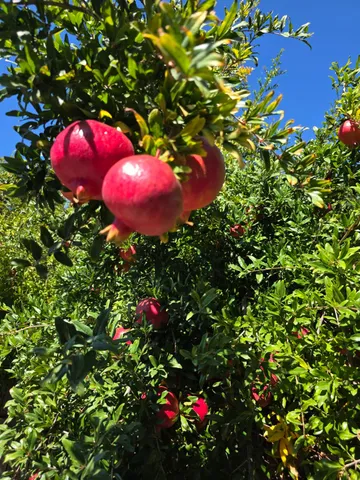 $640,000 | 605 Sandpiper Circle, Lodi, CA 95240