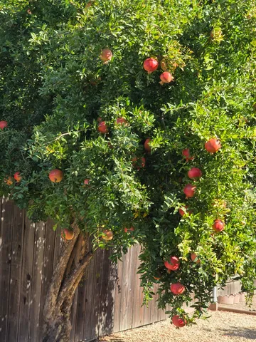 $640,000 | 605 Sandpiper Circle, Lodi, CA 95240