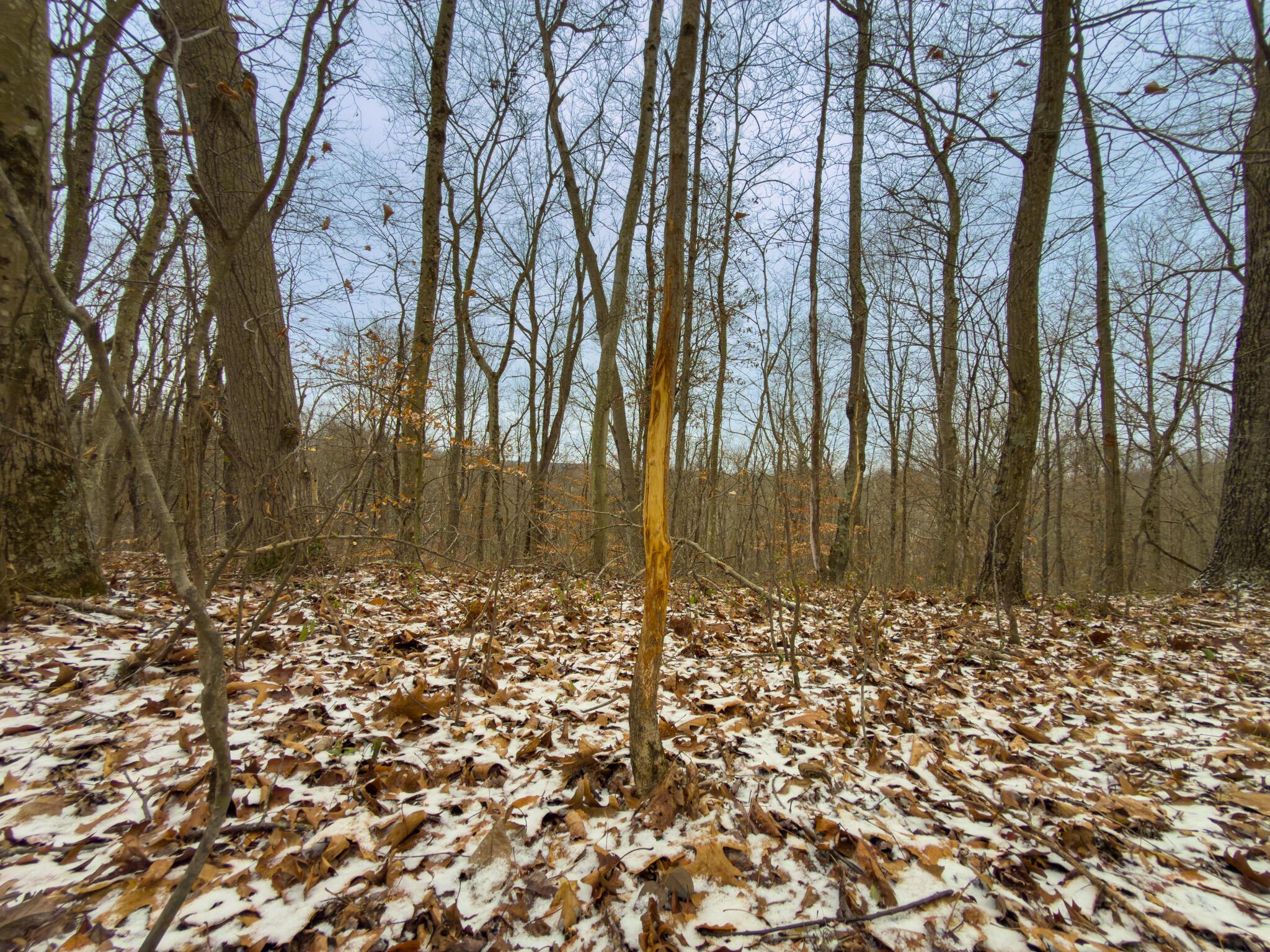 5230 Null Road Coolville, OH 45723 - Photo 20 of 54 Long fork rd.-56