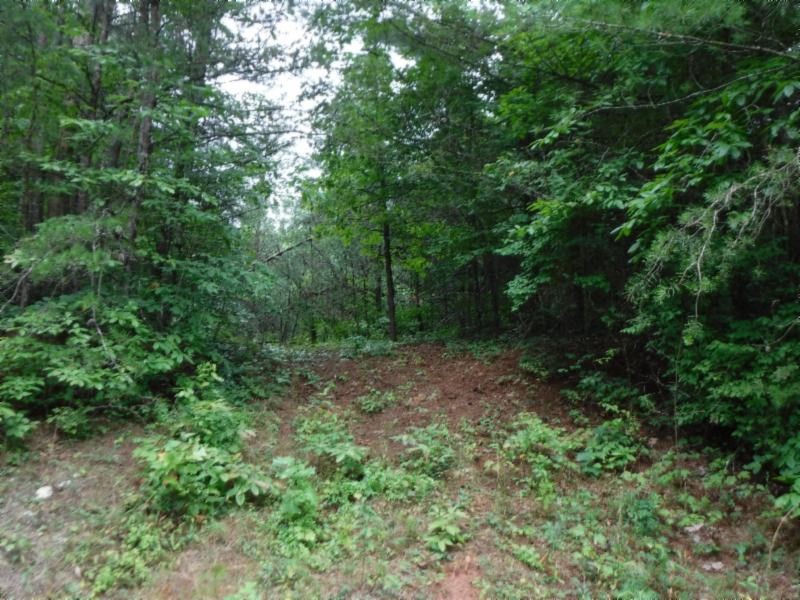 3 Bill Roberts Road Sunbright, TN 37872 - Photo 11 of 31 a view of a forest with trees in the background