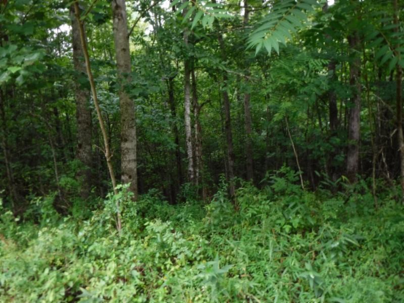 3 Bill Roberts Road Sunbright, TN 37872 - Photo 12 of 31 a view of a forest with trees in the background