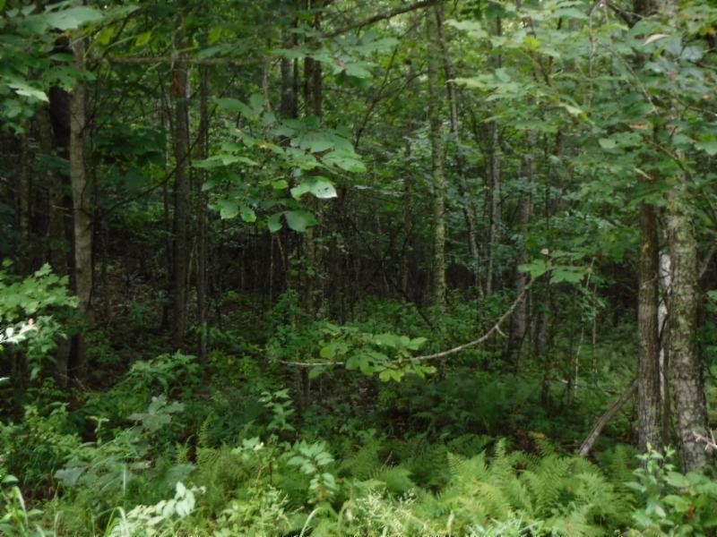 3 Bill Roberts Road Sunbright, TN 37872 - Photo 13 of 31 a view of a forest with a tree