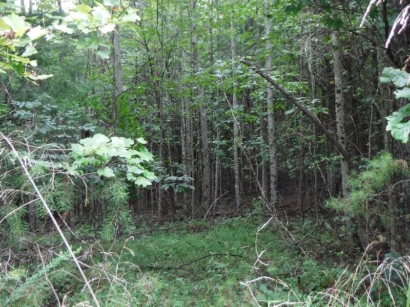 3 Bill Roberts Road Sunbright, TN 37872 - Photo 14 of 31 a view of forest