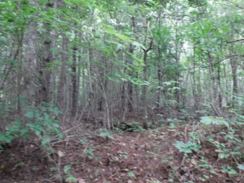 3 Bill Roberts Road Sunbright, TN 37872 - Photo 16 of 31 a view of a forest with lots of trees