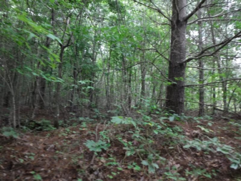 3 Bill Roberts Road Sunbright, TN 37872 - Photo 17 of 31 a view of a forest with trees