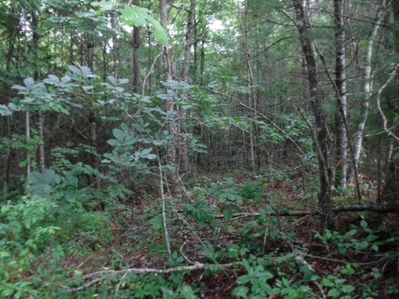 3 Bill Roberts Road Sunbright, TN 37872 - Photo 19 of 31 a view of a forest with trees in the background